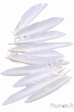 Gans kop - 15-20 cm - wit